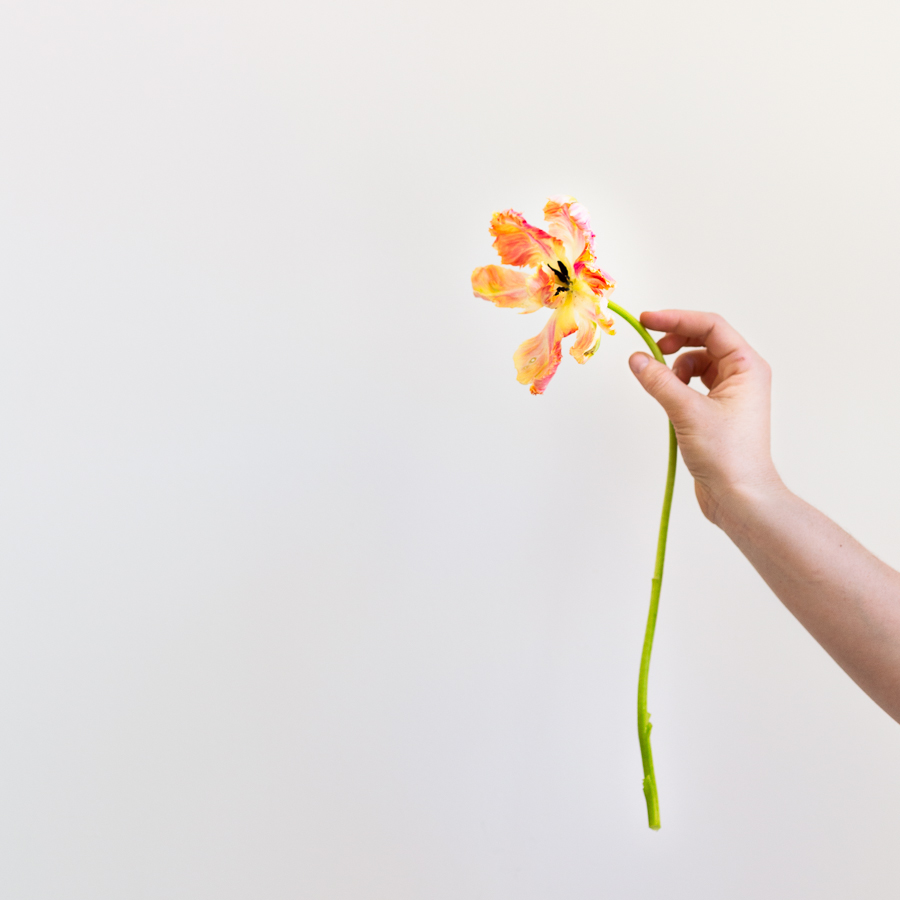 Photo of a woman's hand holding an orange flower